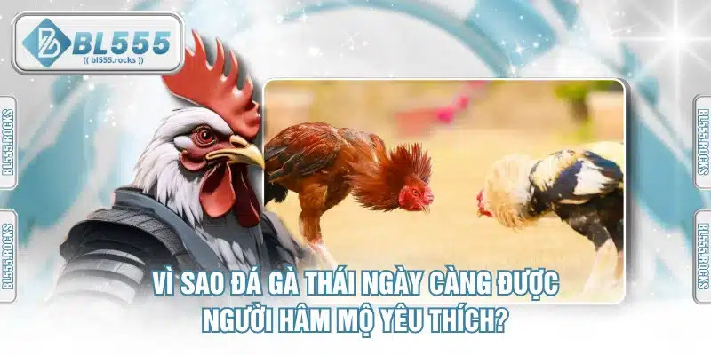Vì Sao Đá Gà Thái Ngày Càng Được Người Hâm Mộ Yêu Thích?